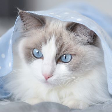 Ragdoll je maca čarobnih plavih očiju