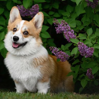 Korgi