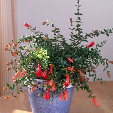 Patuljasti šipak