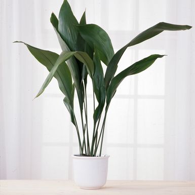 Aspidistra