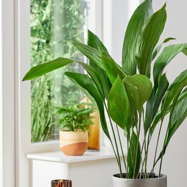 Aspidistra