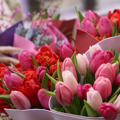 Tulipani