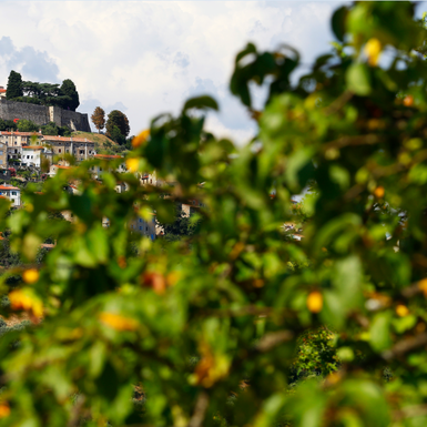 Motovun je festival bez jednokratne plastike