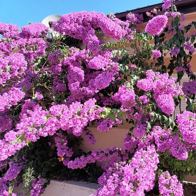 Bugenvilija u Privlaci blizu Zadra ovo ljeto nadmašila je samu sebe - 6