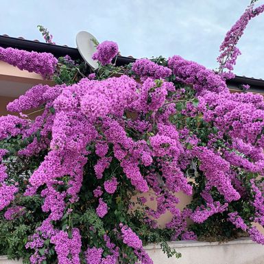 Bugenvilija u Privlaci blizu Zadra ovo ljeto nadmašila je samu sebe - 7