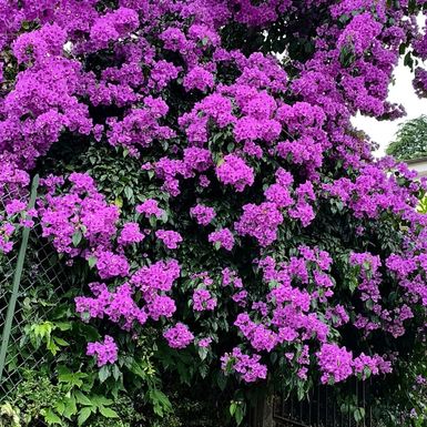 Prve ovogodišnje fotografije bugenvilija naših čitateljica - 8