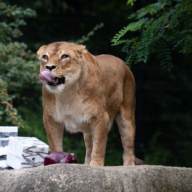 Lavice Ayana i Nyota iz zagrebačkog zoo vrta slave 19. rođendan - 9