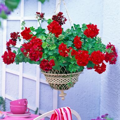 Pelargonija