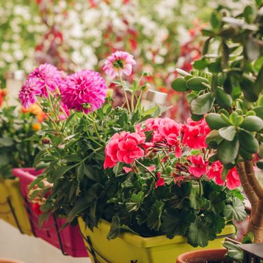 Ne treba sve cvijeće obilno zalijevati kada je vruće
