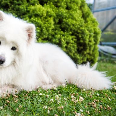 Samojed