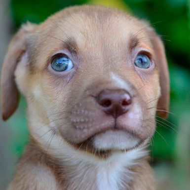 Sklonište Dumovec u subotu ima Dan otvorenih vrata - 6