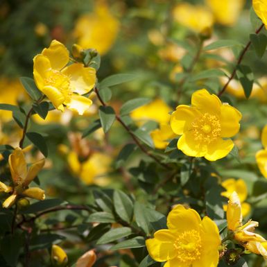 Gospina trava jedan je od najljepših žutih grmova koji se ističe svojom bojom, bogatim cvjetanjem i prilagodljivošću - 1