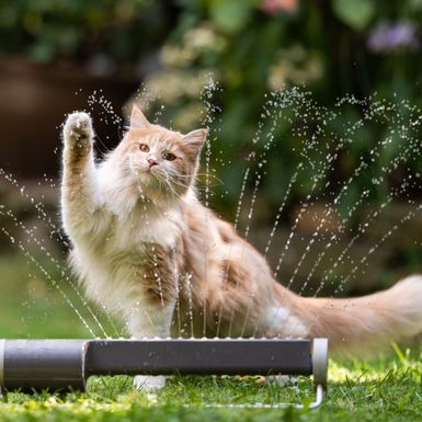 Kako najbrže pomoći vašoj ljubimici kad joj je vruće?