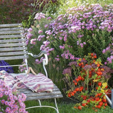 Aster
