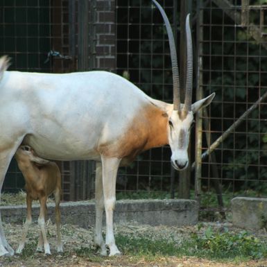 Deset dana stara oriksica iz zagrebačkog zoo vrta lijepo napreduje - 3