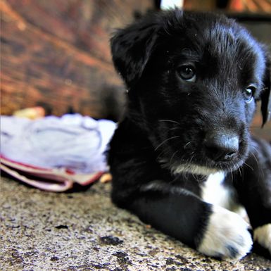 Štenci iz udruge Kako psi komuniciraju, koji se udomljavaju, zvijezde su kampanje \'Prva četiri su najvažnija\' - 3