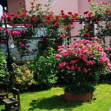 Dvorište Vesne Muže iz Petrinje jedno je od najljepših u tom kraju - 16