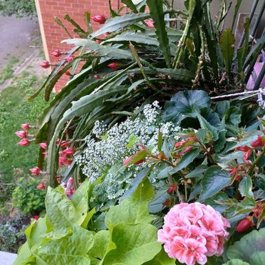 Zagrebački balkon prepun cvijeća zadivljuje prolaznike - 2