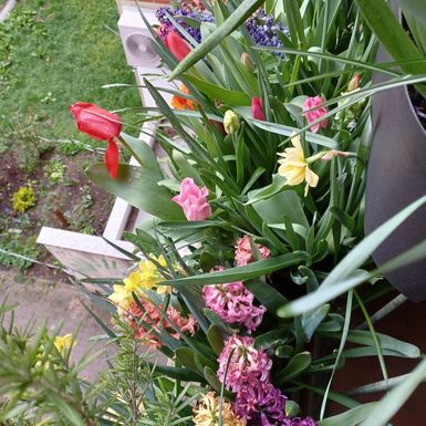 Zagrebački balkon prepun cvijeća zadivljuje prolaznike - 13