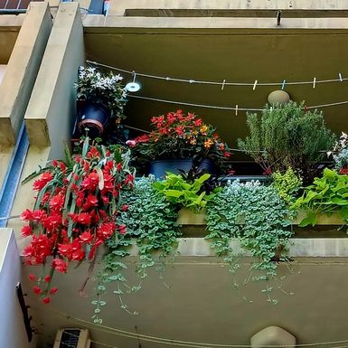 Zagrebački balkon prepun cvijeća zadivljuje prolaznike - 14