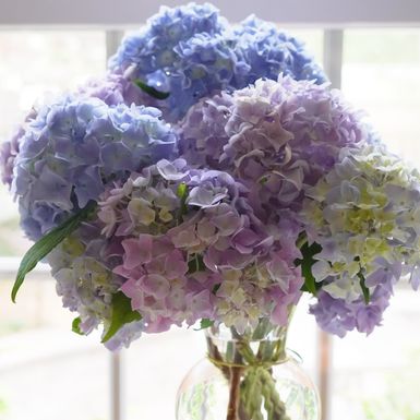 Hortenzije u vazi