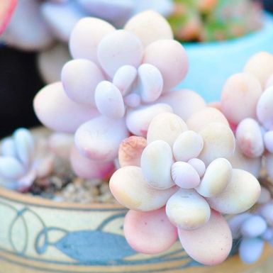 Sukulent mjesečev kamen