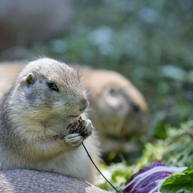 Tijekom ljetnih školskih praznika u Zoološkom vrtu Grada Zagreba održava se Divlje ljeto - 5