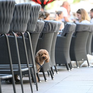 Psi na zagrebačkoj špici