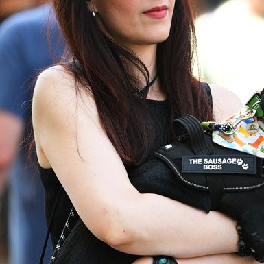 Psi na zagrebačkoj špici