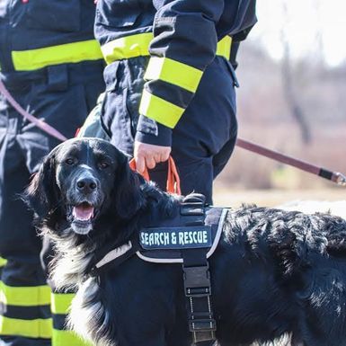 Oni odlaze kamo nitko drugi ne može: Potražni psi DVD-a Zapad u akcijama koje oduzimaju dah