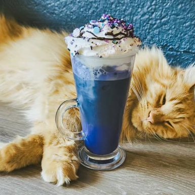 Zagrebački Cat Caffe ima dva pića inspirirana pjevačicom Taylor Swift - 4