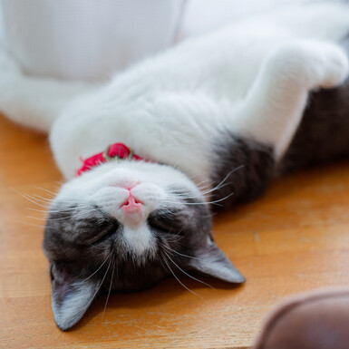 Maca leži na leđima