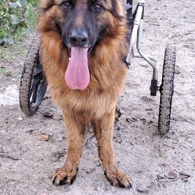 Leteći odred iz osječkog azila