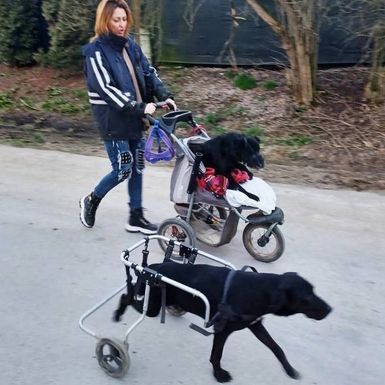 Leteći odred iz osječkog azila - 8