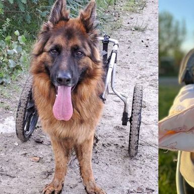 Leteći odred iz osječkog azila