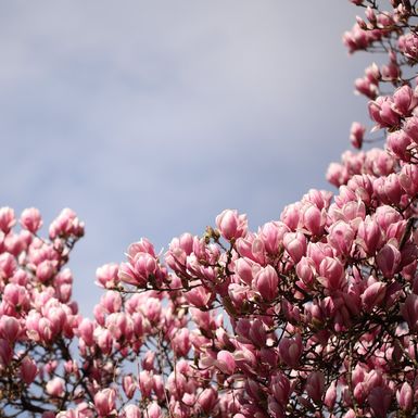Rascvjetala magnolija u parku Ribnjak