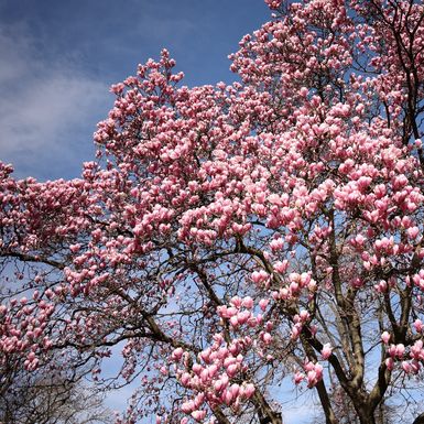 Rascvjetala magnolija u parku Ribnjak