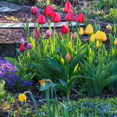 Za predivan vrt važno je izbjeći neke greške