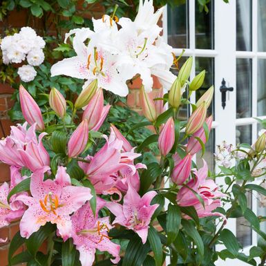 Ljiljan je cvijet koji treba puno prostora za rast