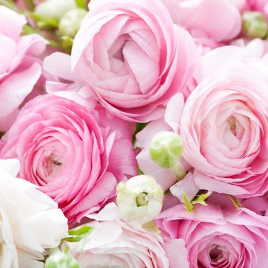 Ranunkula, cvijet koji izgleda kao sestra ruže i božura