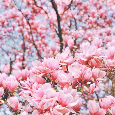 Magnolija