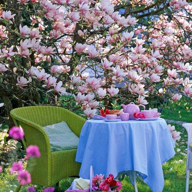 Magnolija