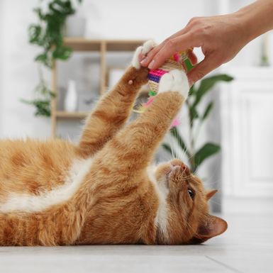 Mačke su pravi mali terapeuti