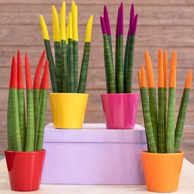 Sanseveria cylindrica ili cilindrična sablja je sukulentna biljka porijeklom iz Angole - 14