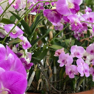 Orhideje uz pravilnu njegu mogu uspijevati i vani