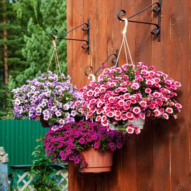 Calibrachoa