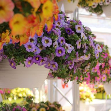 Calibrachoa
