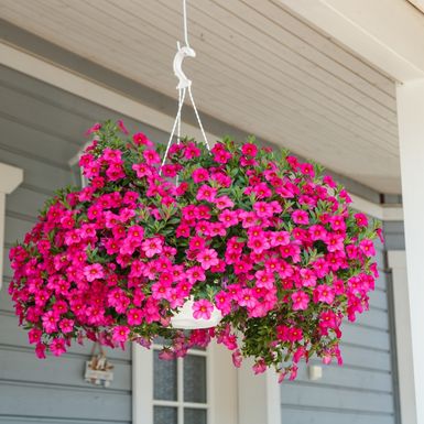 Calibrachoa