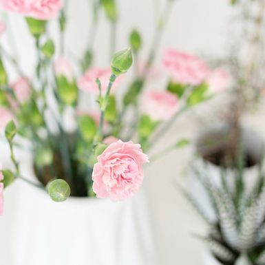 Ružičasti karanfili