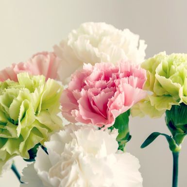 Svaka boja karanfila ima određenu simboliku